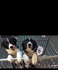 �����߾�����Ȯ�����룬����������ϲ�����˽�һ��