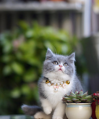 ���ݱ��ؼ����Ĵ���Ӣ����è Ӣ������ Ӣ����ëè