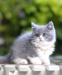 ���ݱ��ؼ����Ĵ���Ӣ����è Ӣ������ Ӣ����ëè