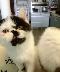 �ӷ�è���һ��Сè��baby�Һ��˼�����