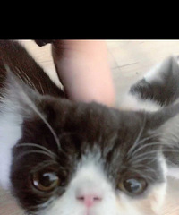 �ӷ�è���һ��Сè��baby�Һ��˼�����