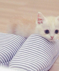 �����гߣ������жȣ��������࣬˵���е¡�