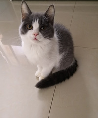 英短蓝猫妹妹,2个多月,包子脸,可爱活拔