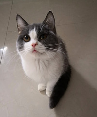 Ӣ����è���ã�2�����£����������ɰ����