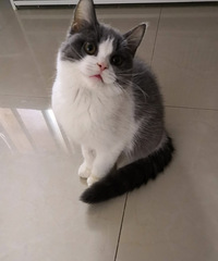 Ӣ����è���ã�2�����£����������ɰ����