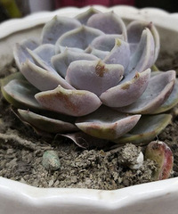 家中的花花草草