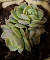 家中的花花草草