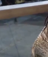 ������ش���