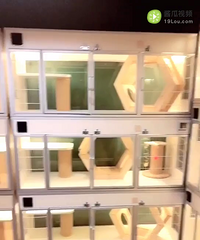 ����ڼ���è�����