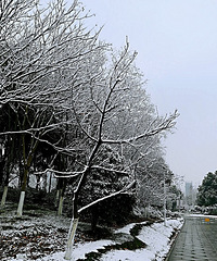 今日雪景,早起的情侣,不怕冷的垂钓者。
