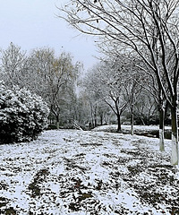 今日雪景,早起的情侣,不怕冷的垂钓者。