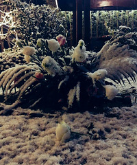 �����ֳ�