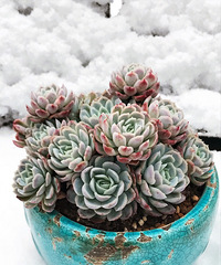 2018年第二场雪