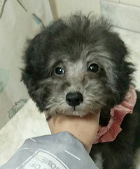 ������̩��