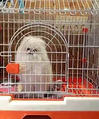 ������ɫ������2ֻ��һ��һĸ��������˽��