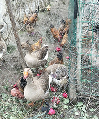 ���۹�԰�������������