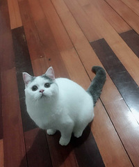 家养英短蓝白蓝猫折耳立耳宝贝快三个月了,