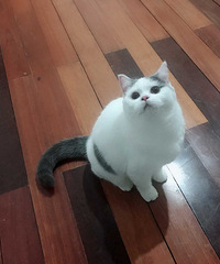 ����Ӣ��������è�۶������������������ˣ�