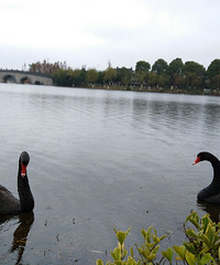 ���ͣ��ҵ�2019