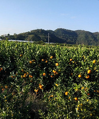 �������죬���죬�����ˣ�ɽͷ���٣��ȵȽ��磬�۸�ʵ��