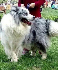 ��ʯ��������ӭ����