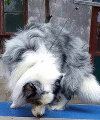 ��ʯ��������ӭ����