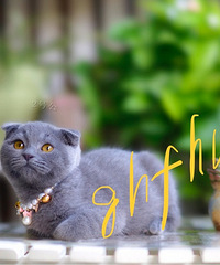 杭州家养纯种英短蓝猫,已打两针进口疫苗