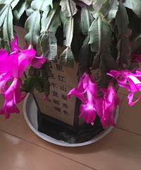 蟹爪兰开花了