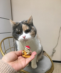 宫廷御猫VS家养肥猫