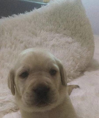 �Լ���������������