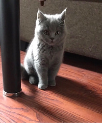 ����èèȺ�𣿿��Խ���Ⱥһ�����Ļ�������֯ȥ�Ź���V�����