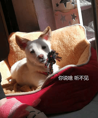【明星萌宠】新窝配小jio,冬天暖和和