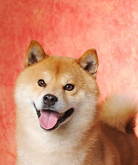 家养泰迪 柴犬找新家