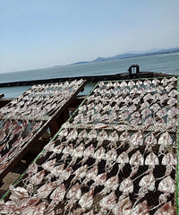 福建野生自家海鲜干货特产分享,欢迎各位小伙伴光临