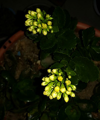 长寿花苞,等待开花