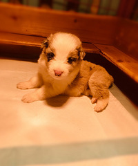 �����߾�����Ȯ������ʯ�ĺڰ�������ĸ��ϲ���Ŀ�Ԥ���˽�һ��