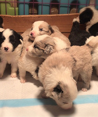 �����߾�����Ȯ������ʯ�ĺڰ�������ĸ��ϲ���Ŀ�Ԥ���˽�һ��