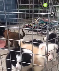 ����һ����ĸ��