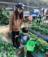 林志颖弟弟一家四口摘草莓,一双子女肉嘟嘟的,笑容可