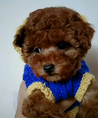 ����̩�ϳ���