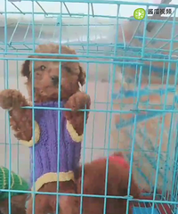 ����̩�ϳ���