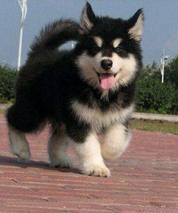 �������Ͱ���˹�����¼�