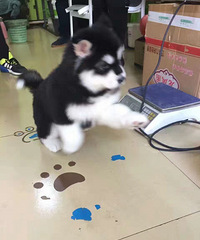 �������Ͱ���˹�����¼�