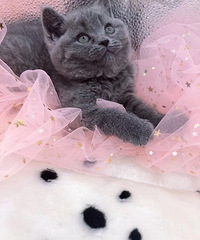 英短蓝猫,两个月,疫苗驱虫已做,只要的随