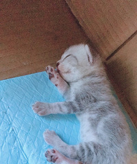 美短小母