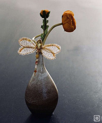 蜻蜓胸花 给你九个角度欣赏它的美