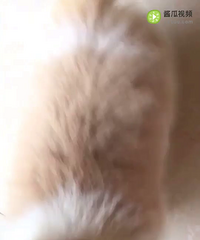 �ư�Сĸ��һֻ