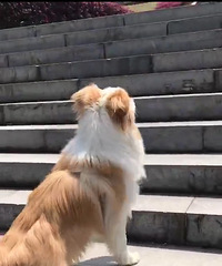 �ư�Сĸ��һֻ