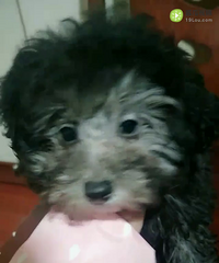 ��̩��������888���˳���