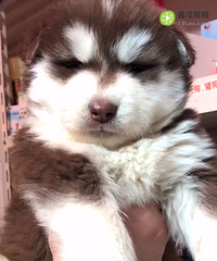 ����50����Ͱ���˹�ӵܵ� �ؼ�998